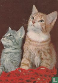2 kittens