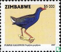 Western swamphen