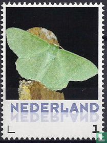 Kleine zomervlinder