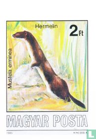Stoat