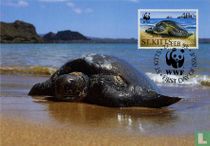 WWF-grüne Schildkröte