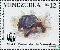 Turtles