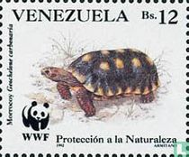 Turtles