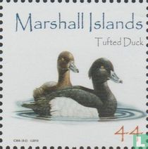 Tufted duck