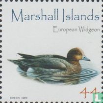 Eurasian wigeon