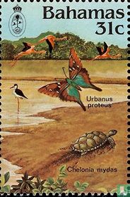Urbanus proteus and green sea turtle