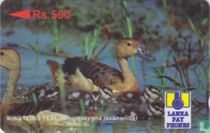 Whistling Teal (Dendrocygna javananica)