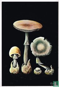 De Voorjaarsamaniet (Amanita verna)