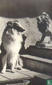 Lassie kaufen