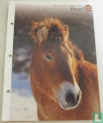 Paard