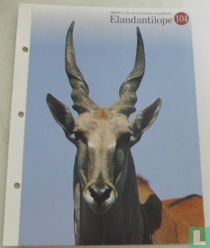 Elandantilope