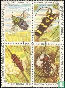 Fragment insectes