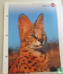 Serval