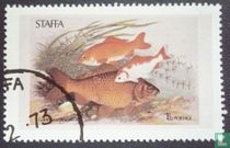 Staffa - Poisson
