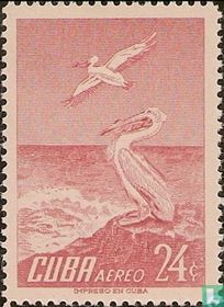 Birds  