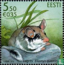 Acorn mouse
