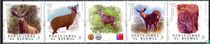 South Andean Deer