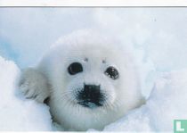 Dieren: Zeehond (4SH1-N6)