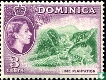 Plantation de limettiers
