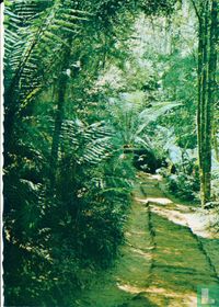 The Lyrebird Walk, Fern Tree Pathway, Newdegate Caves