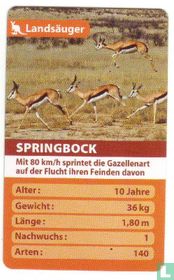 Springbock
