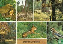 Groeten uit Diever