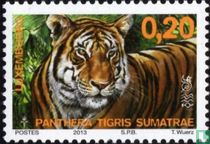 Sumatra-Tiger