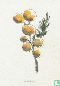 Acacia Dealbata