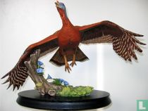 Dinde sauvage d'Amérique