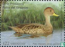 Canards 