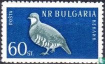 Oiseaux