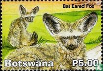 Bat-eared fox