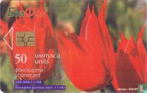 Tulipa rhodopaea