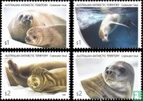 Crabeater Seal