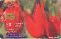 Tulipa rhodopaea