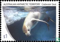 Crabeater Seal