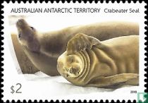 Crabeater Seal