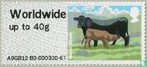 Welsh Black