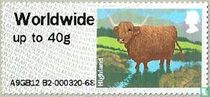 Highland Cattle