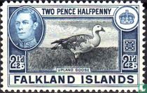Upland goose