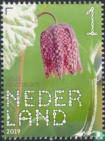 Snake’s head fritillary for sale