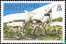 Reindeer