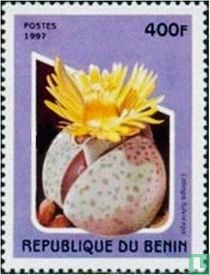 Lithops fulviceps