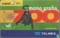 ZOO Mono Araña