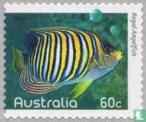 poissons tropicaux