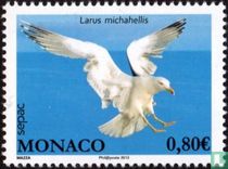 Yellow-legged Gull