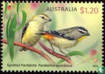 Pardalote pointillé