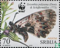 Southern festoon
