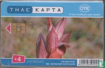 Serapias Orientalis