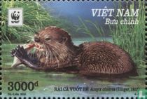 WWF - Small-clawed otter
